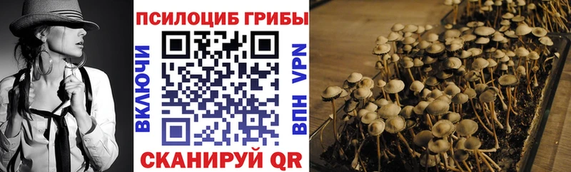 Галлюциногенные грибы Psilocybe  Нестеров 